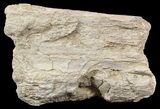 Tylosaurus Jaw Section - Smoky Hill Chalk, Kansas #49859-1